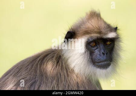 Anuradhapura, Sri Lanka - 9 février 2014; les langours gris ou les langours Hanuman, les singes les plus répandus d'Asie du Sud. Ils habitent la forêt, la lumière ouverte Banque D'Images