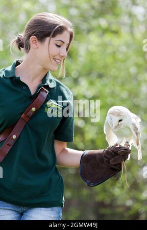 Frilford, Oxfordshire, Royaume-Uni - 2013; magnifique rappeur vu dans un Aviary à Frilford, Oxfordshire. Ce beau compagnon est un Barn Owl, Tyto Banque D'Images