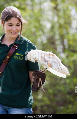 Frilford, Oxfordshire, Royaume-Uni - 2013; magnifique rappeur vu dans un Aviary à Frilford, Oxfordshire. Ce beau compagnon est un Barn Owl, Tyto Banque D'Images