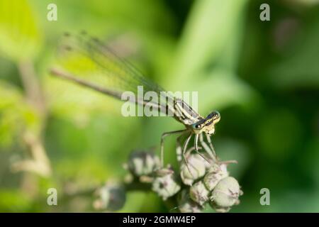 Italie, Lombardie, Damselfly à queue bleue, Ischnuga ou Bluetail commun, Ischnula elegans Banque D'Images