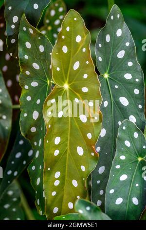 Begonia maculata, Polka point Begonia Banque D'Images