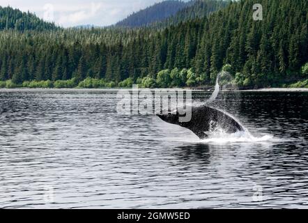 Baleine à bosse qui brise le détroit de glace point Alaska 4Alaska, États-Unis - 25 mai 2010 ; personne en vue. Vue depuis un bateau d'observation des baleines, un whal à bosse Banque D'Images