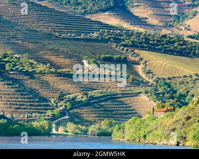 La pittoresque vallée du Douro, qui s'étend de la côte atlantique à Porto jusqu'au centre de l'Espagne, a été la première région viticole désignée au monde Banque D'Images
