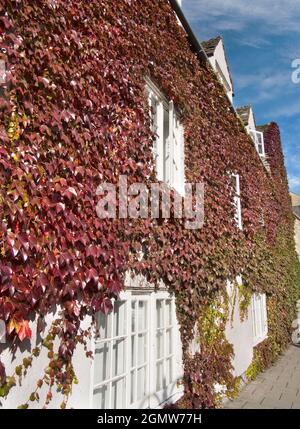 Les couleurs spectaculaires de Boston Ivy illuminent cette maison à Broad Street, Oxford, chaque automne. Broad Street est une rue très large dans le centre d'Oxford, Banque D'Images