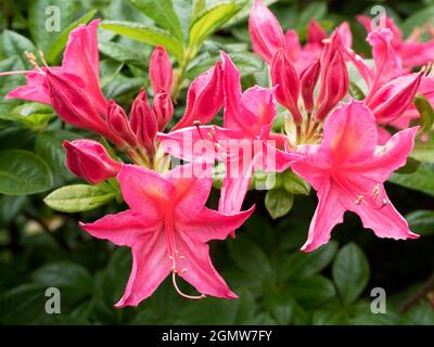 Radley Village, Oxfordshire, Angleterre - 26 avril 2020 ; personne en vue. Azaleas mis sur un beau spectacle chaque année dans notre jardin, généralement à partir de la fin de Spri Banque D'Images