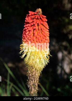 Radley Village, Oxfordshire, Angleterre - 18 mai 2020 ; personne en vue. Les Red Hot Pokers - bien nommé Kniphofia - mettent sur un beau spectacle chaque année Banque D'Images