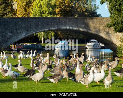 Abingdon, Angleterre - 5 septembre 2020; pas de personnes en vue. Abingdon prétend être la plus ancienne ville d'Angleterre. C'est sa fameuse bridg de pierre médiévale Banque D'Images