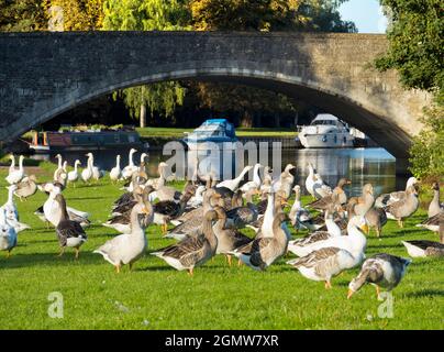 Abingdon, Angleterre - 5 septembre 2020; pas de personnes en vue. Abingdon prétend être la plus ancienne ville d'Angleterre. C'est sa fameuse bridg de pierre médiévale Banque D'Images