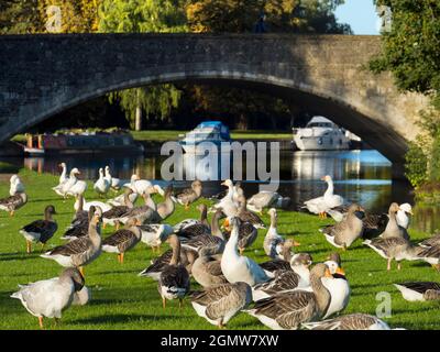 Abingdon, Angleterre - 5 septembre 2020; pas de personnes en vue. Abingdon prétend être la plus ancienne ville d'Angleterre. C'est sa fameuse bridg de pierre médiévale Banque D'Images