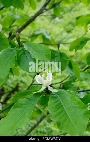 Magnolia obovata, Magnolia hypolica, magnolia à grosses feuilles japonaises. Fleur simple avec fond de feuillage. Concombre japonais, écorce blanche japonaise Banque D'Images