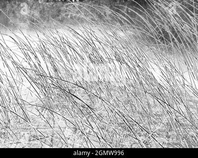 Abingdon, Angleterre - 20 mai 2020 une image abstraite des roseaux d'eau et des réflexions dans Abbey Stream, un petit mais beau affluent de la Tamise par AB Banque D'Images