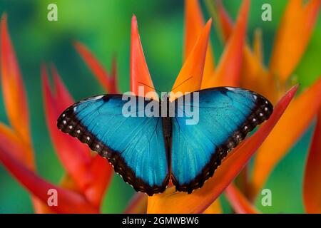 Papillon tropical le Morpho bleu, Morpho granadensis, sur des fleurs d'Heliconia orange Banque D'Images