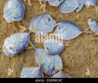 Poisson séchant dans le sable chaud à la plage d'Ada Foah qui est un petit village de pêcheurs au Ghana en Afrique de l'Ouest Banque D'Images