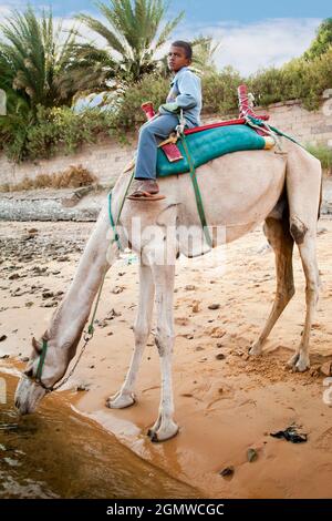 Assouan, Égypte - 3 décembre 2010 ; un adolescent et un chameau en balle. La rive ouest du Nil et le désert voisin de Nubian sont extrêmement chauds, même au milieu Banque D'Images