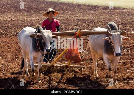 Pindaya, Myanmar - 31 janvier 2013 ; Une scène agricole intemporelle proche des grottes bouddhistes de Pindaya dans la province de Shan. Certaines régions du pays semblent Banque D'Images