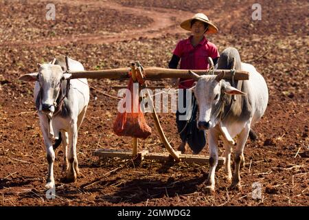 Pindaya, Myanmar - 31 janvier 2013 ; Une scène agricole intemporelle proche des grottes bouddhistes de Pindaya dans la province de Shan. Certaines régions du pays semblent Banque D'Images