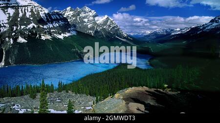 Colombie-Britannique - mai 2010; lac Peyto vu du Sommet Bow. Ce magnifique lac est alimenté par un glacier, ce qui explique sa couleur bleu vif. Lac Peyto. Banque D'Images