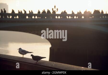 Londres Angleterre - 2005 ; c'est le lever du soleil. Au milieu de la lumière du matin, deux pigeons reposent sur les rives de la Tamise, à Waterloo Embankment, juste à côté du Lon Banque D'Images