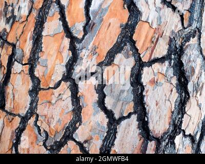 Taormina, Sicile, Italie - 20 septembre 2019 en raison de son climat subtropical, de sa topographie variée et de nombreux microclimats, la Sicile abrite une large gamme o Banque D'Images