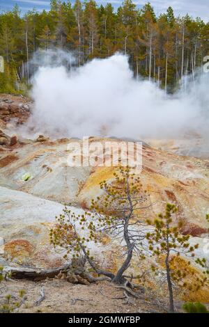 Yellowstone, Wyoming États-Unis - mai 2008 ; largement reconnu comme le premier parc national du monde, Yellowstone s'étend de certaines parties du Wyoming au Montana Banque D'Images