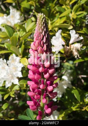 Radley Village, Oxfordshire, Angleterre - 20 mai 2020 ; personne en vue. Lupin présente chaque année un beau spectacle dans notre jardin de l'Oxfordshire. Le Lupinus fa Banque D'Images