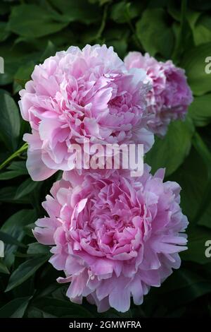 Paeonia lactiflora Sarah Bernhardt. Fleur de pivoine rose double. Paeonia lactiflora pivoine chinoise (ou même jardin pivoine). Banque D'Images