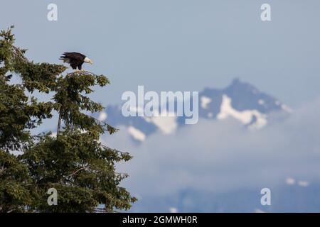 Observation des aigles à tête blanche Banque D'Images