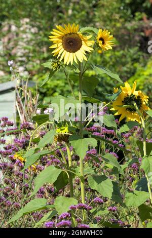 Tournesols croissant parmi verbena sur un terrain de jardin dans le Herefordshire en septembre 2021 Banque D'Images