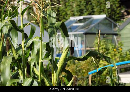 Maïs doux prêt et mûr sur un terrain de jardin en septembre 2021 Herefordshire Royaume-Uni Banque D'Images