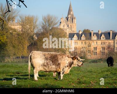 Oxford, Angleterre - 6 novembre 2017 vaches de Longhorn anglais pageant sur les prés d'eau de Christ Church lors d'une matinée d'automne brumeuse. Merton College et Christ CH Banque D'Images