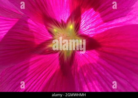 Radley, Oxfordshire, Angleterre - 8 août 2019 Violet hollyhocks sont de grandes fleurs qui semblent avoir disparu de style dernièrement. Je me demande pourquoi ? Il Banque D'Images