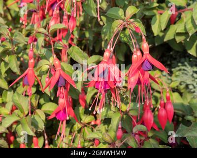 Radley Village, Oxfordshire, Angleterre - 24 juin 2020 ; personne en vue. Ces ballerines dansantes rouges et violettes - hybride Fuchsias met sur un beau spectacle Banque D'Images