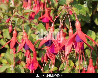 Radley Village, Oxfordshire, Angleterre - 24 juin 2020 ; personne en vue. Ces ballerines dansantes rouges et violettes - hybride Fuchsias met sur un beau spectacle Banque D'Images