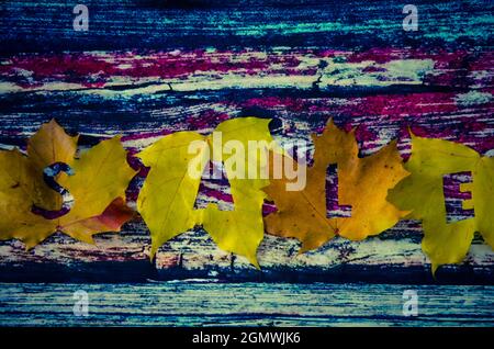 feuilles d'érable jaune sur fond en bois bleu avec vente de mots Banque D'Images