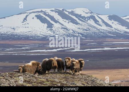 Troupeau de boeuf musqué dans l'Arctique Banque D'Images