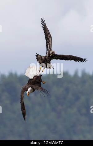 Mauvais aigle immature essayant de voler un repas d'un adulte. Banque D'Images