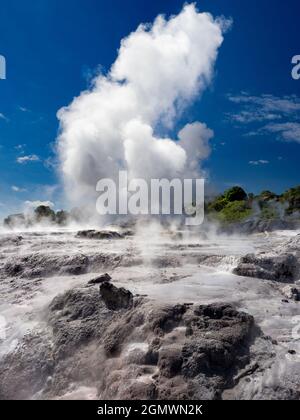 Rotorua, Nouvelle-Zélande - 1er mars 2019 ; Rotorua, dans l'île du Nord de la Nouvelle-Zélande, est une zone étendue remplie d'évents géothermiques, de sources de boue bouillonnante, su Banque D'Images