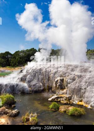 Rotorua, Nouvelle-Zélande - 1er mars 2019 ; Rotorua, dans l'île du Nord de la Nouvelle-Zélande, est une zone étendue remplie d'évents géothermiques, de sources de boue bouillonnante, su Banque D'Images