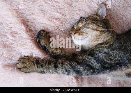 Le chat tabby dort sur un couvre-lit moelleux beige. Gros plan. Banque D'Images