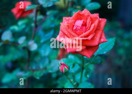 rose rouge vif dans le jardin après la pluie le jour d'été Banque D'Images