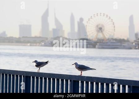 Dubaï, Émirats arabes Unis - février 2008; Dubai Creek est une zone d'eau salée située à Dubaï, Émirats arabes Unis. Dans le cadre du nouveau D Banque D'Images