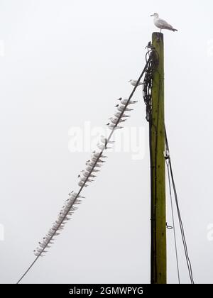 C'est un matin de printemps brumeux à St Helen's Wharf sur la Tamise à Abingdon, en Angleterre. Et cette ligne de goélands attend quelque chose à faire. Banque D'Images