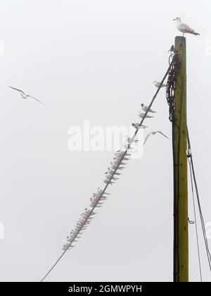 C'est un matin de printemps brumeux à St Helen's Wharf sur la Tamise à Abingdon, en Angleterre. Et cette ligne de goélands attend que quelque chose se produise. Mais au fait Banque D'Images