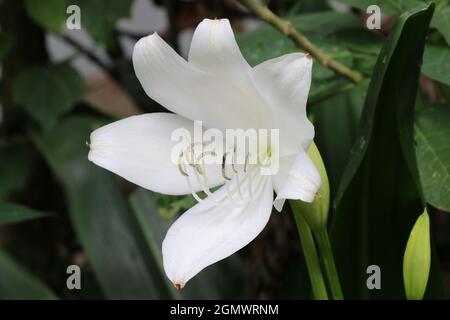 Belle fleur en forme de trompette qui fleurit en blanc. Banque D'Images