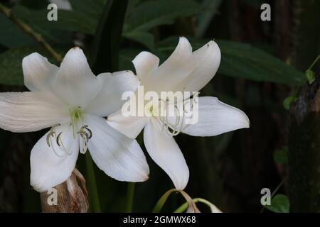 Belles fleurs en forme de trompette fleuries en blanc. Banque D'Images