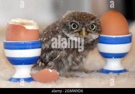 Hooty le petit hibou qui a été trouvé dans un abri de bus à Newport, île de Wight. Pic Mike Walker, 2009 Banque D'Images
