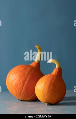 Couple de citrouilles butternut brillantes sur fond bleu: Concept de datation pour le jour de Thanksgiving. Format vertical Banque D'Images