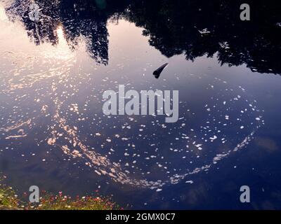 St Helens Wharf, Abingdon, Angleterre - 24 juin 2020 ; personne en vue. Le quai de Saint Helen est un endroit de beauté réputé sur la Tamise, juste en amont Banque D'Images
