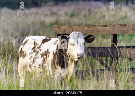 le jeune taureau-veau se dresse sur de l'herbe verte contre le fond d'une clôture en bois Banque D'Images