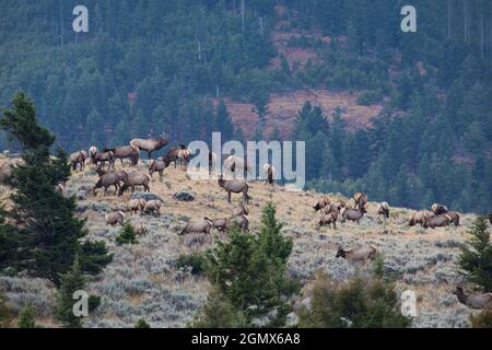 Grand troupeau de Rocky Mountain Elk Banque D'Images